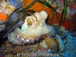 Octopus by Beatrice Primatesta 